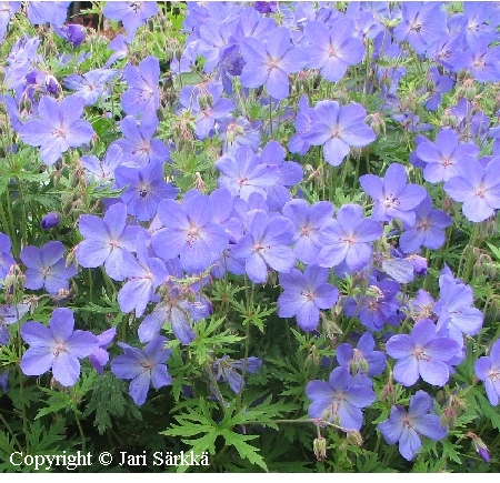  Geranium Johnsons Blue